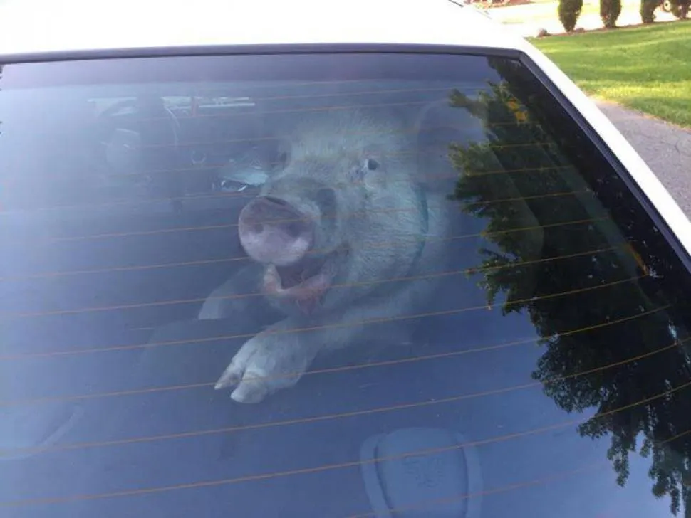 porc portbagaj