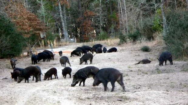 porci mistreți