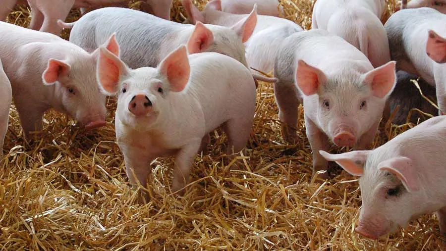 despăgubiri pentru porci