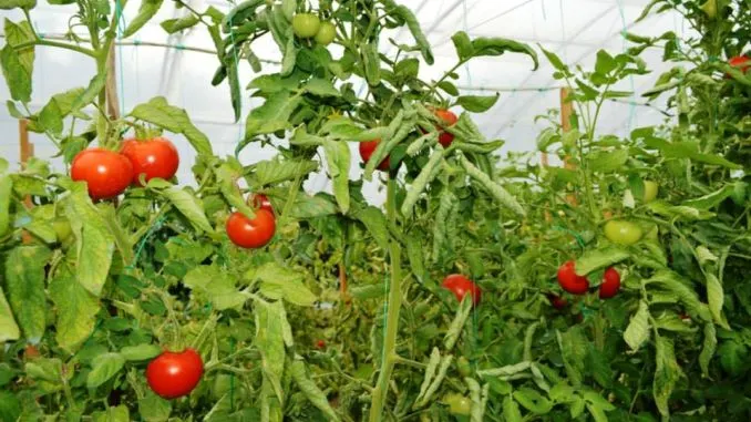 ajutor-de-minimis-cultura-de-tomate
