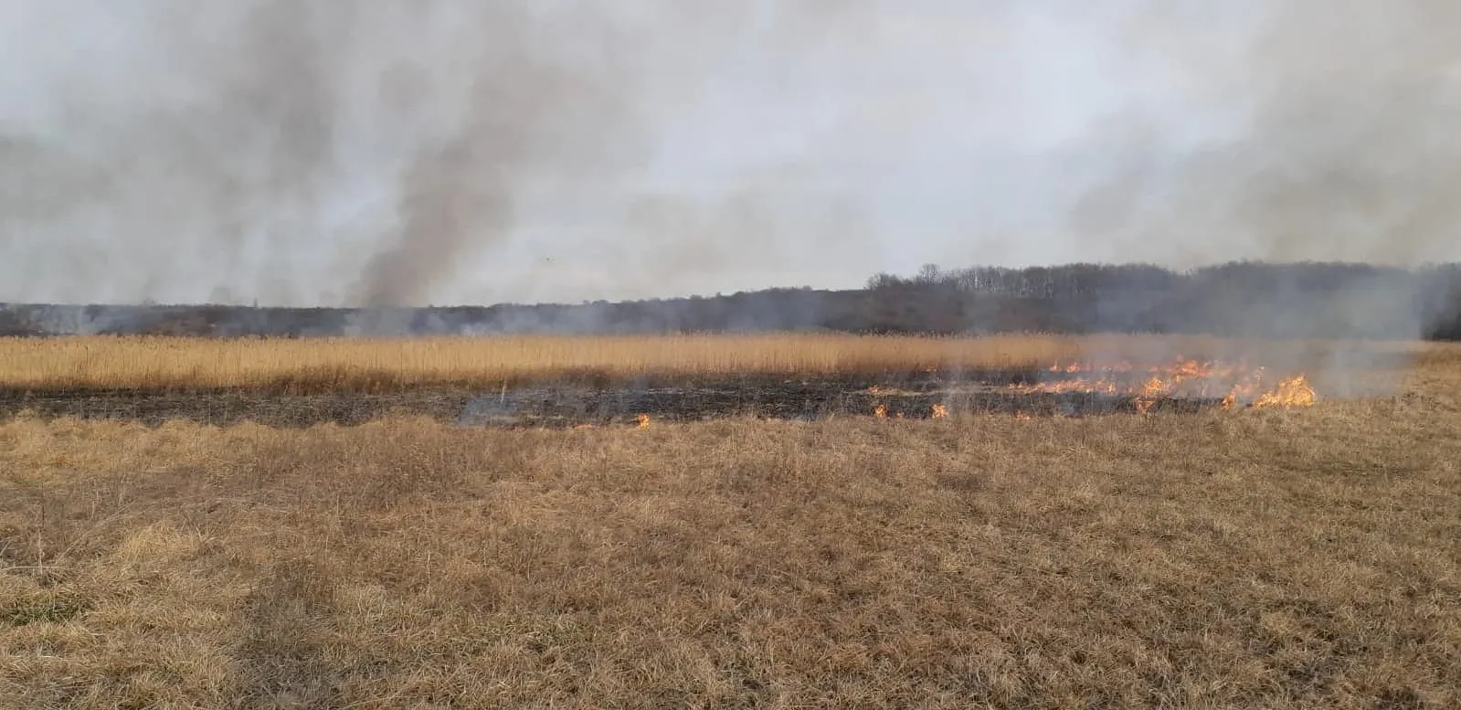 incendiu vegetatie