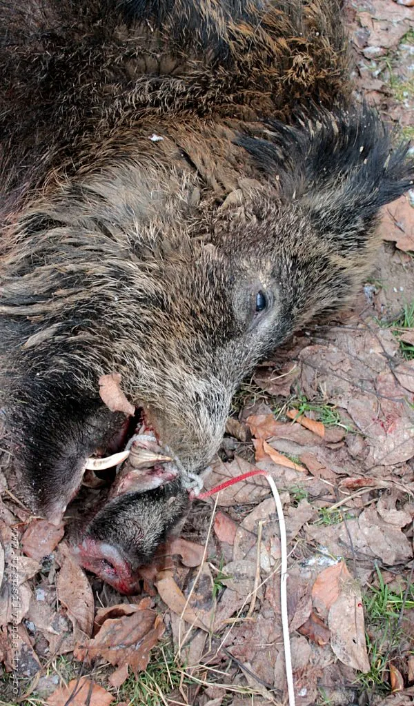 pestă porcină la mistreți