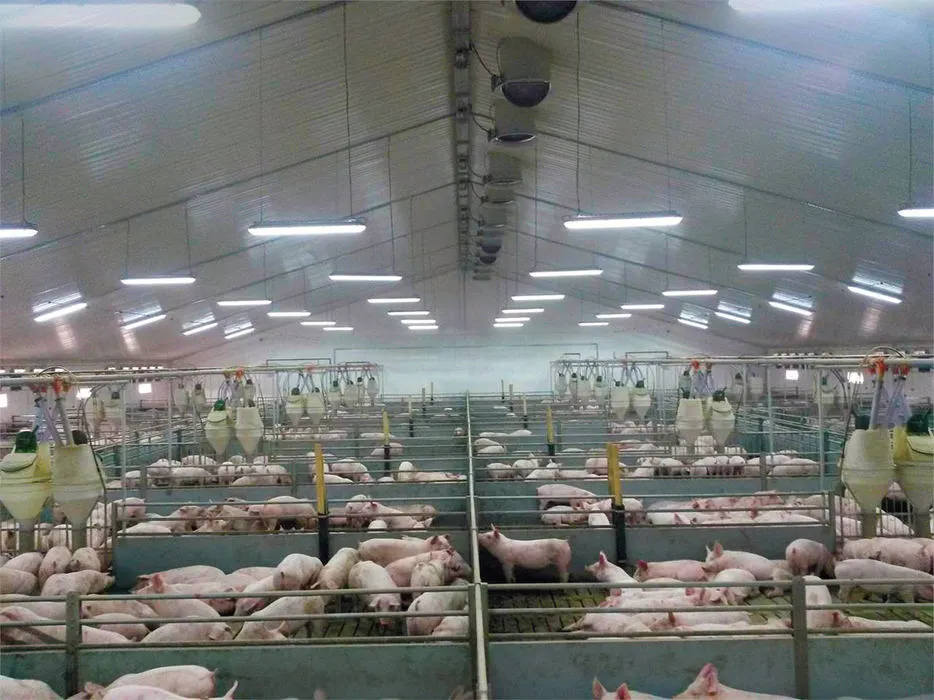 pesta porcină africană în ferme