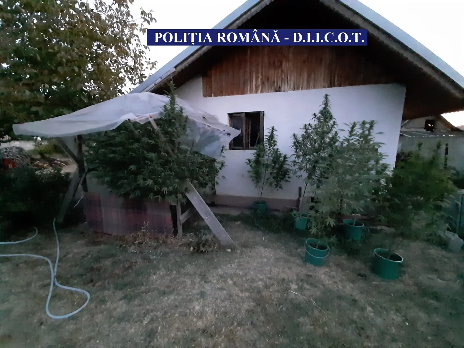 Droguri 1