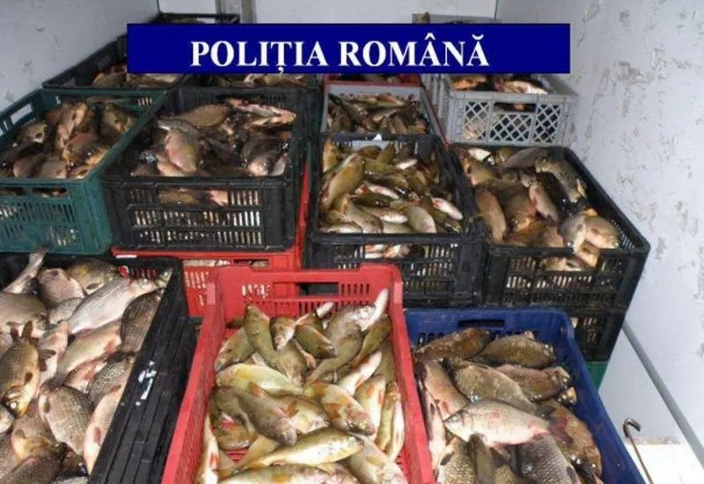 Razii ale polițiștilor și inspectorilor DSV la comercianții de pește 