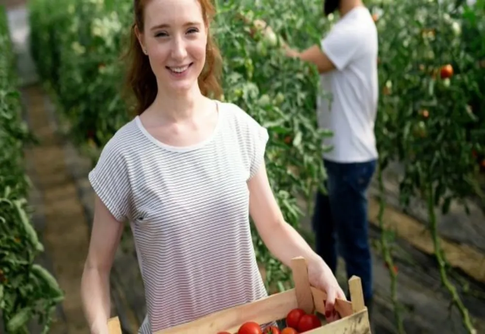 Stimulente pentru angajarea tinerilor în agricultură, acvacultură și industria alimentară 