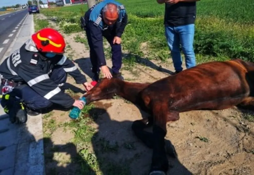 Cal căzut într-o rigolă, salvat de pompierii giurgiuveni