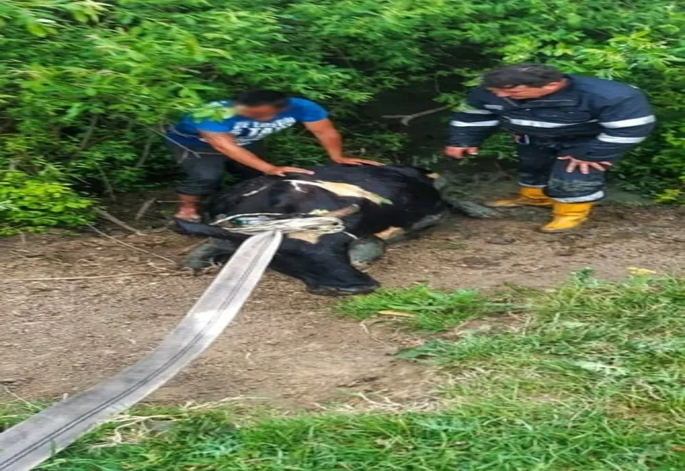 Bovină salvată de pompierii giurgiuveni dintr-un canal