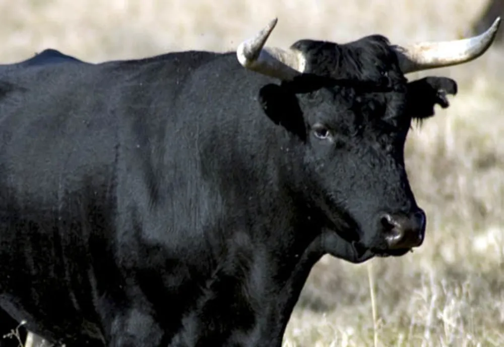 Fermier mort după ce a fost atacat de un taur