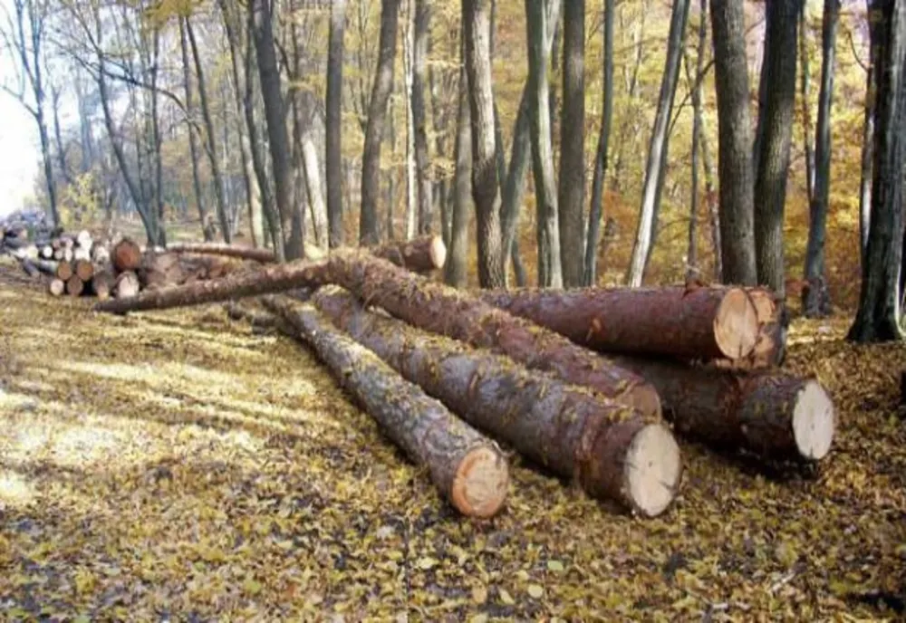 76 de dosare penale pentru infracțiuni în domeniul silvic