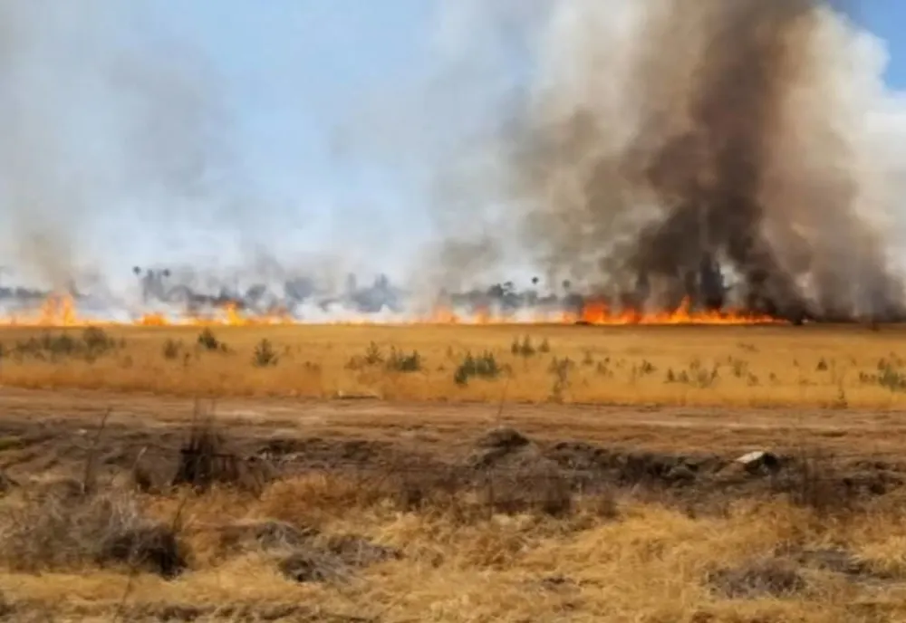 Incendiu de vegetație uscată, pe A1, la Bolintin Vale