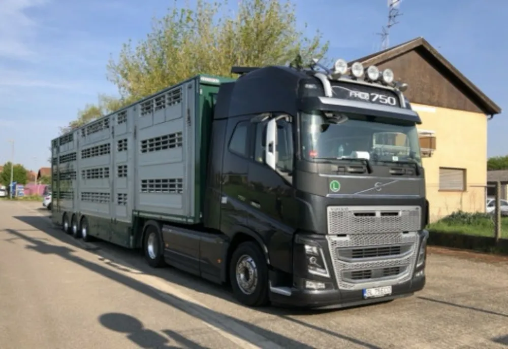 Giurgiu. Transport cu peste 200 de oi, oprit din drumul său de polițiști și inspectorii DSV