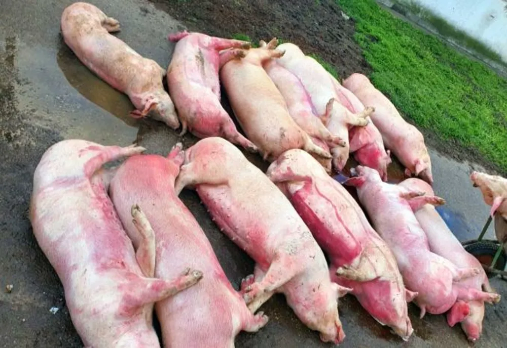 Focar de pestă porcină africană, descoperit într-o gospodărie, la Stăneşti