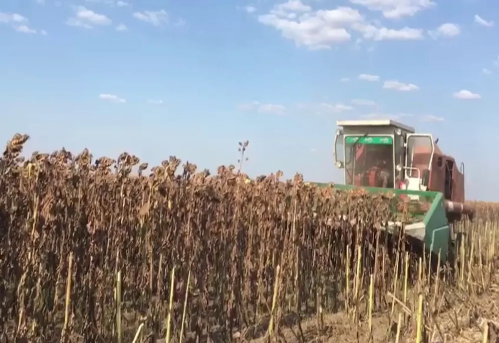 Giurgiu. Cultură de floarea soarelui, recoltată de hoţi