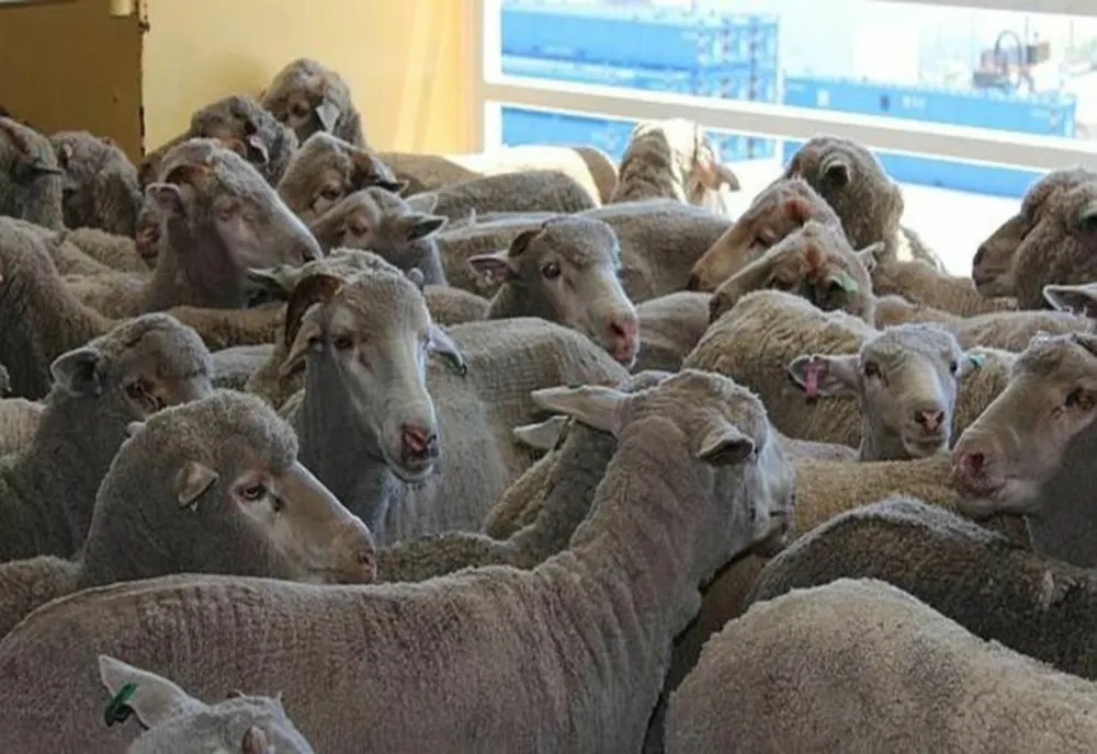 Focar de scrapie la o fermă din judeţul Giurgiu