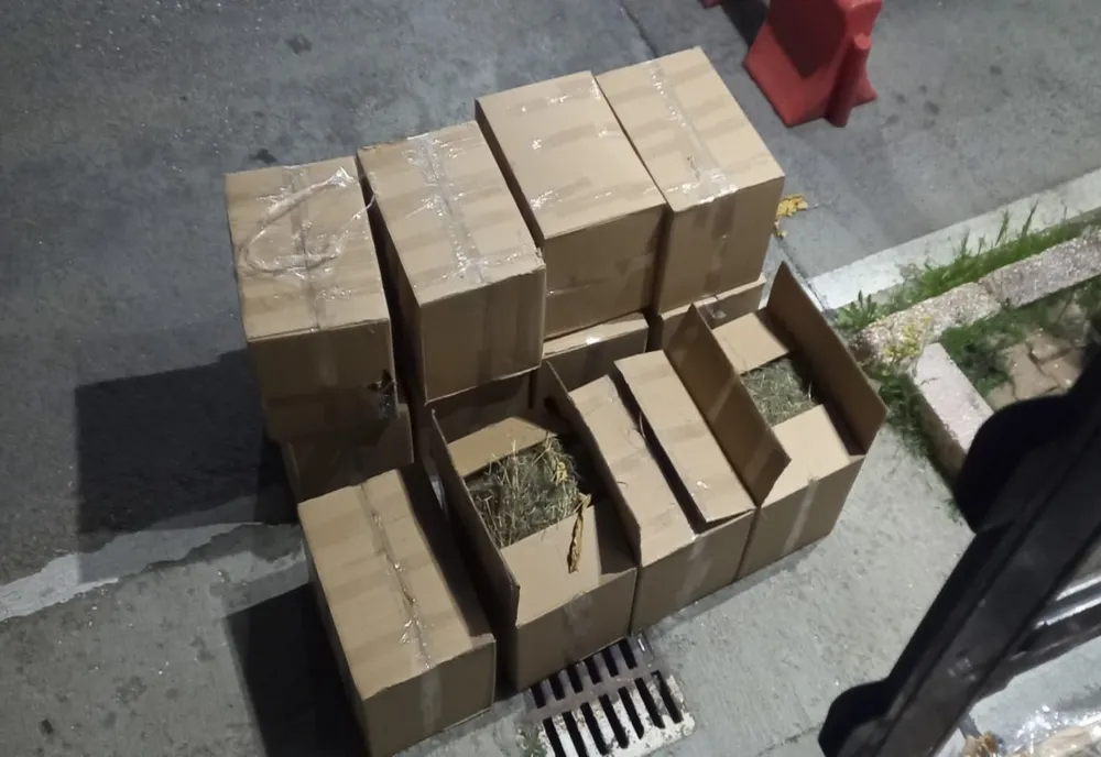 O jumătate de tonă de tutun vrac, descoperit la PTF Giurgiu