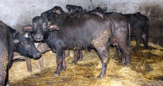 Bivolitele-lui-nea-Paul-Giba-de-la-Stramba-560x294