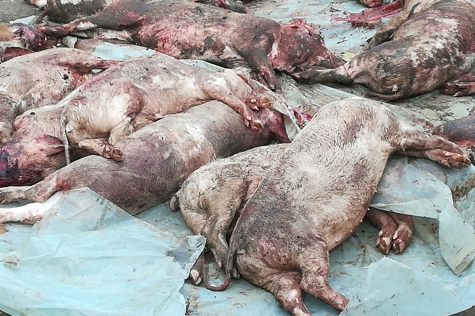 pesta porcină africană