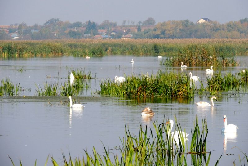 parcul-natural-comana-1