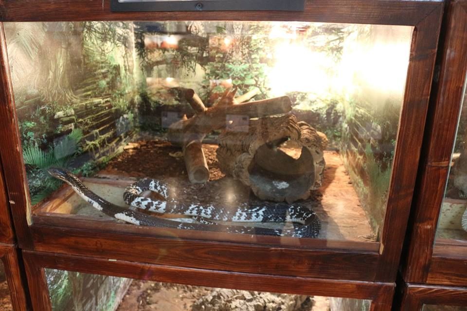 expozi'ie de reptile
