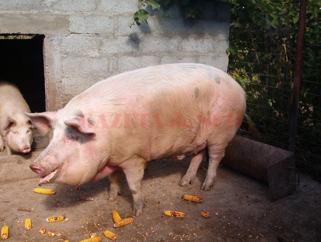 porci-de-Craciun