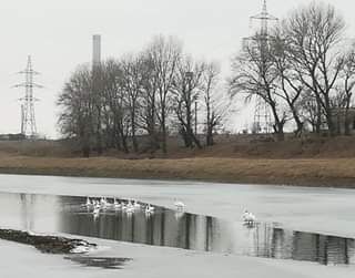 Lebede pe Canalul Plantelor