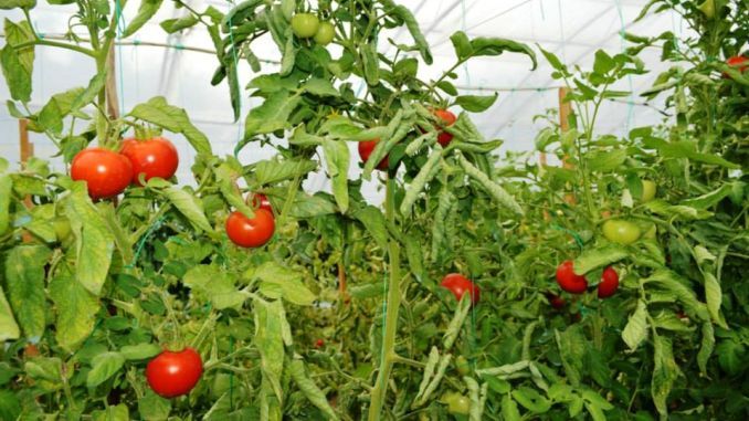 ajutor-de-minimis-cultura-de-tomate