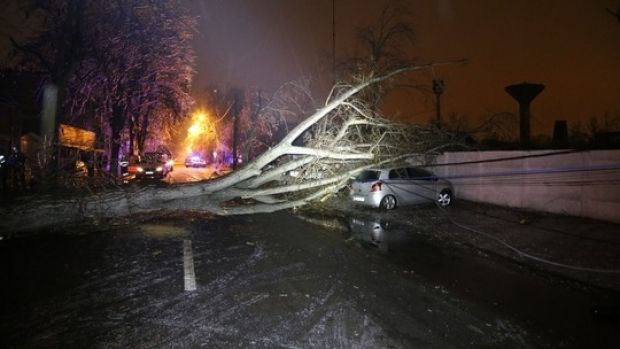 copac căzut masină