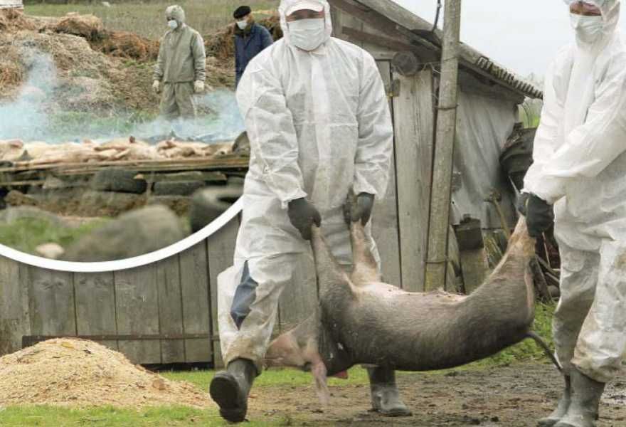 nou focar de pesta porcina africana
