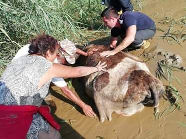 vacă salvată din mlaștină