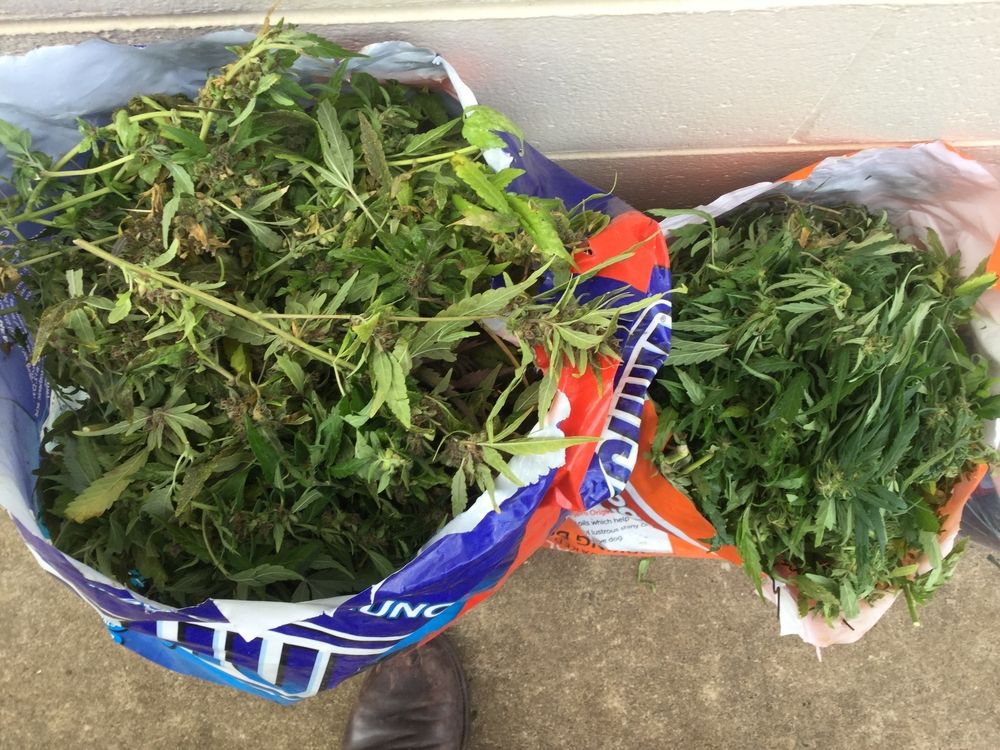 Captură de canabis.  Opt kilograme de droguri, găsite într-un autocar