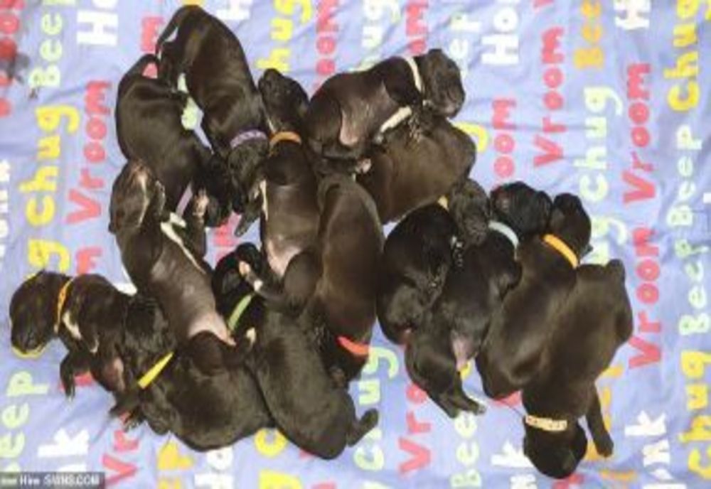 Eveniment rar! O căţea a născut 21 de pui, pe cale naturală