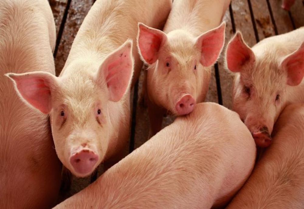 Se închid focarele de pestă porcină africană din localitățile Prundu și Puieni