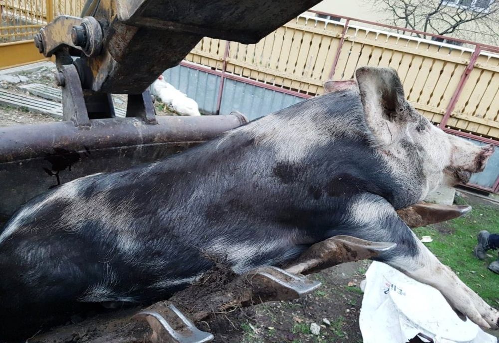 Pestă Porcină Africană în localitatea Cetatea, Comuna Frătești, județul Giurgiu