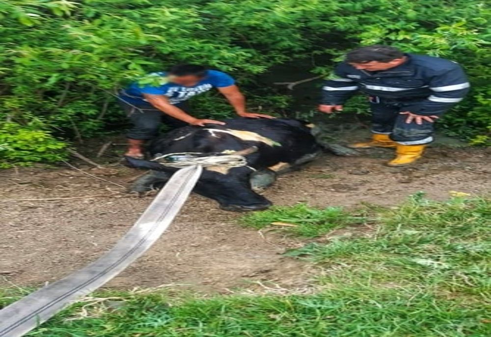 Bovină salvată de pompierii giurgiuveni dintr-un canal 