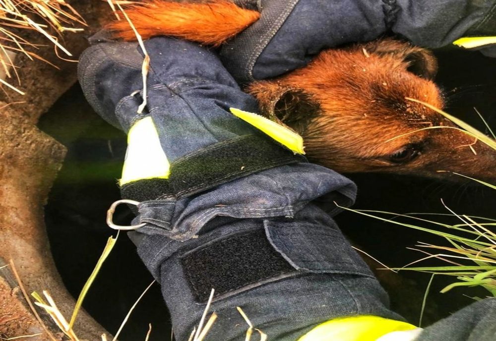 Câine scos de pompierii giurgiuveni  dintr-un canal adânc de 10 metri