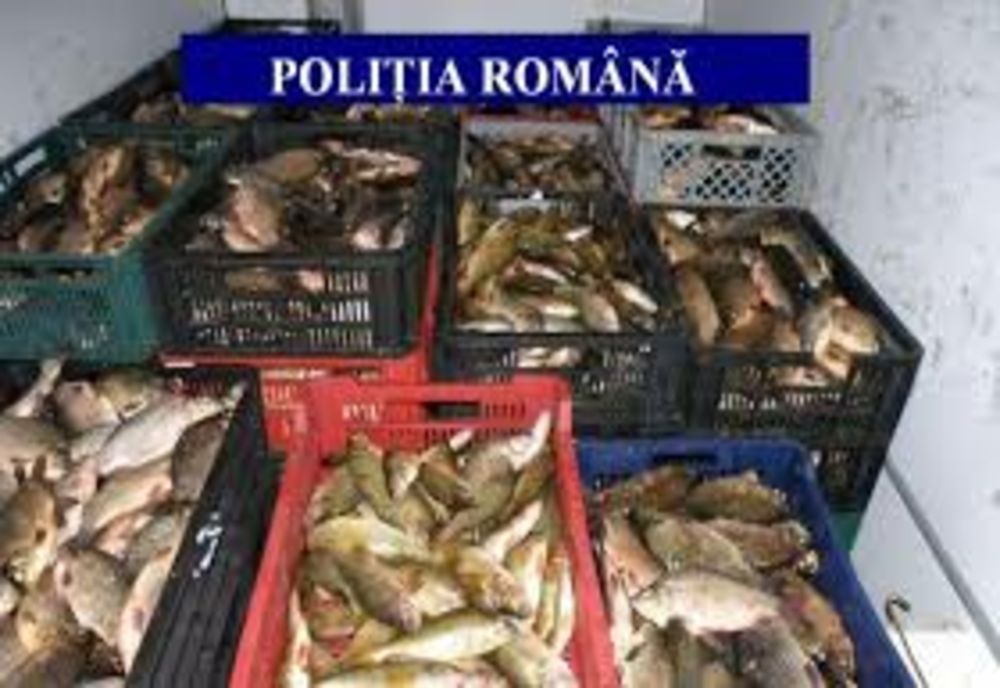 Zeci de autovehicule care transportau pește și produse din pește, controlate de polițiștii giurgiuveni 