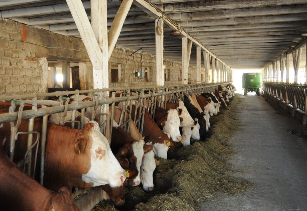 46 de milioane de euro pentru sprijinirea activității crescătorilor de bovine 
