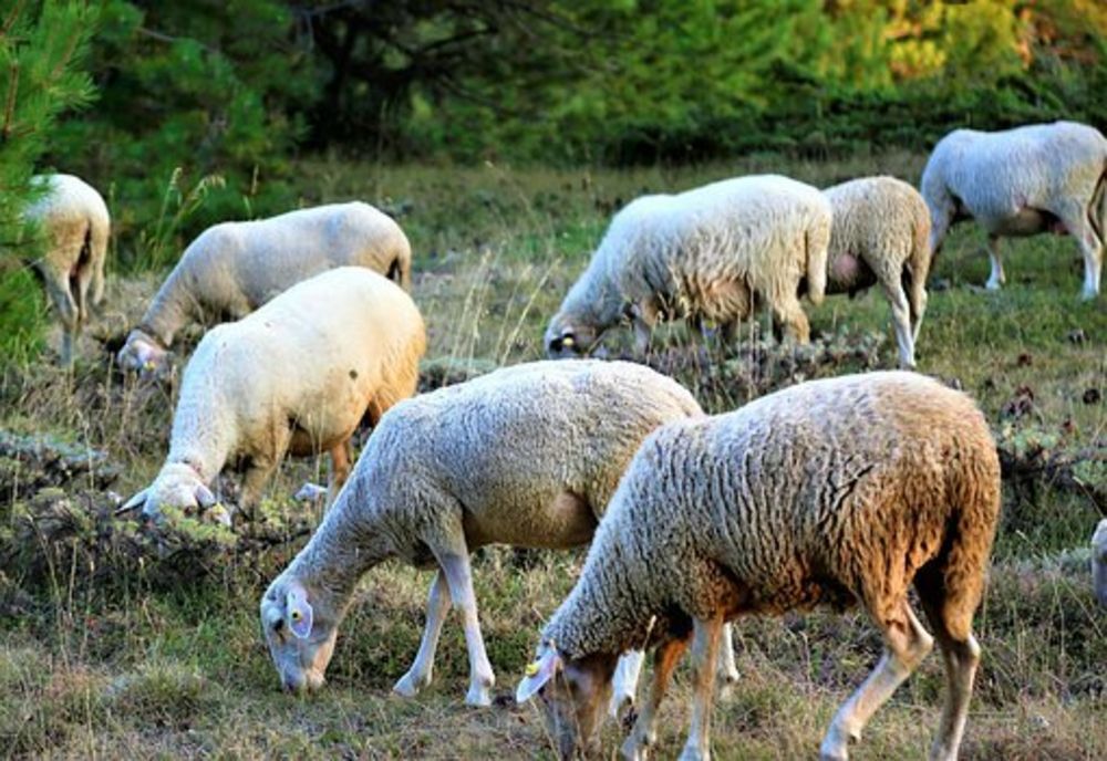 Giurgiu. Trei bărbați, arestați pentru furtul a 100 de oi 