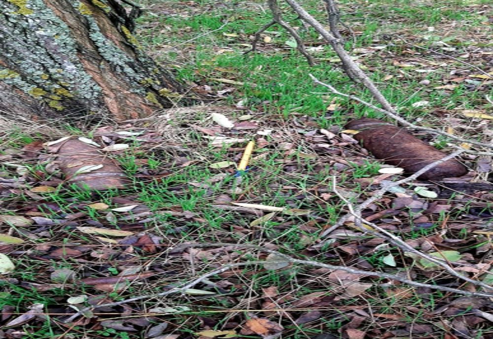 Proiectile explozive , găsite de un cetățean din Băneasa la marginea unei păduri