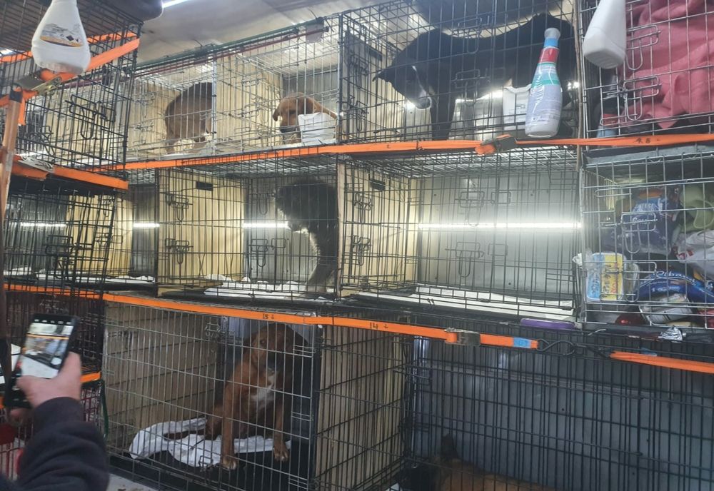 150 de câini răniți și schingiuiți, ridicați de la domiciliul unui bărbat din Izvoru