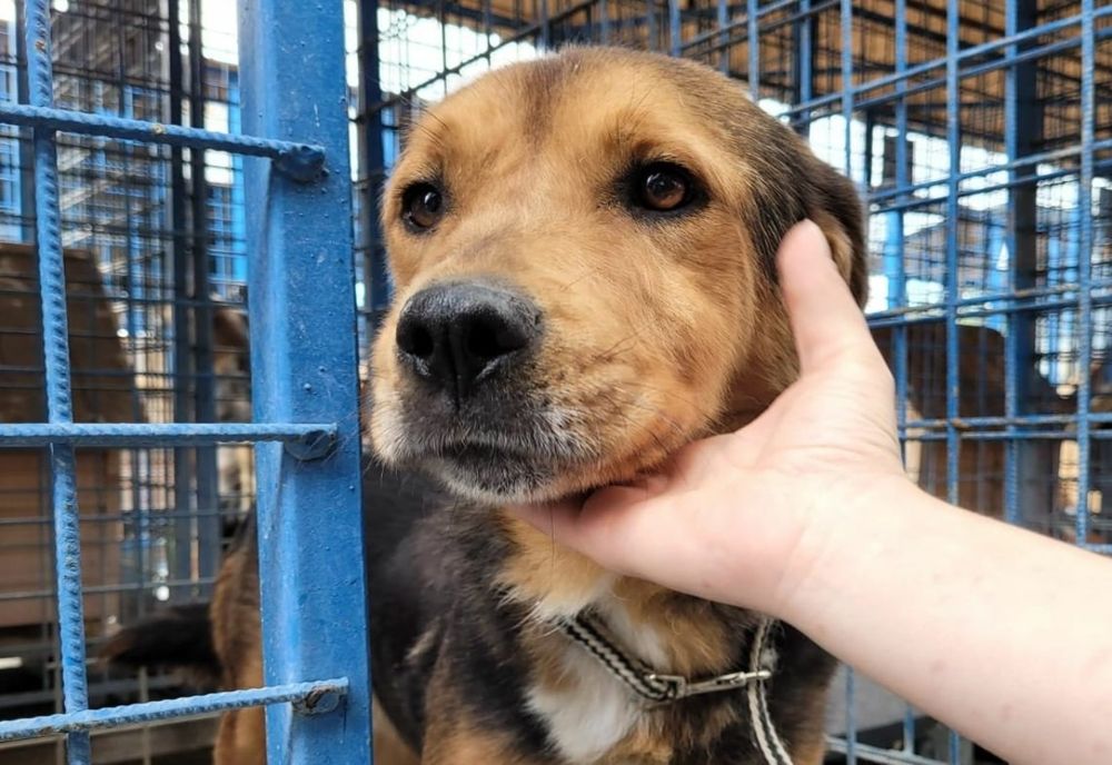 Târg on-line de adopţii pentru căţeii seniori