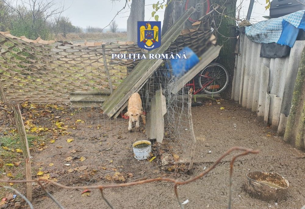Bărbat din Giurgiu, sancţionat pentru că ținea în condiții improprii 13 câini