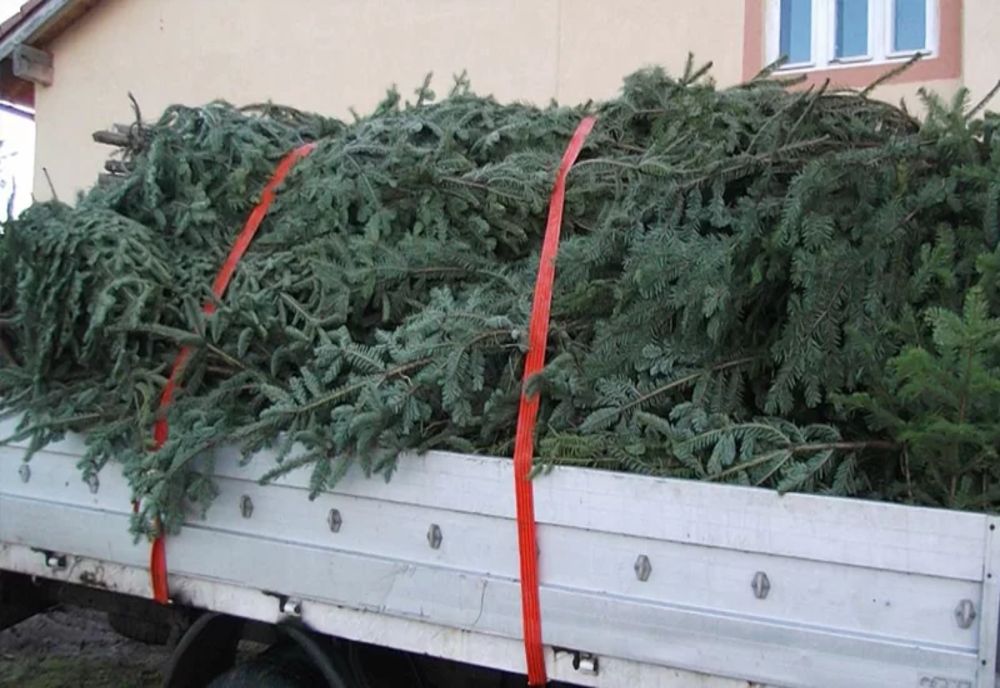 Tăierea ilegală de arbori, în atenţia poliţiştilor giurgiuveni