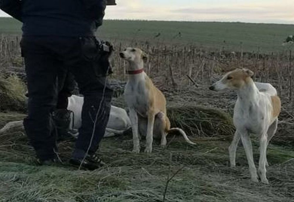 Giurgiu. Trei bărbaţi cercetaţi pentru braconaj cinegetic