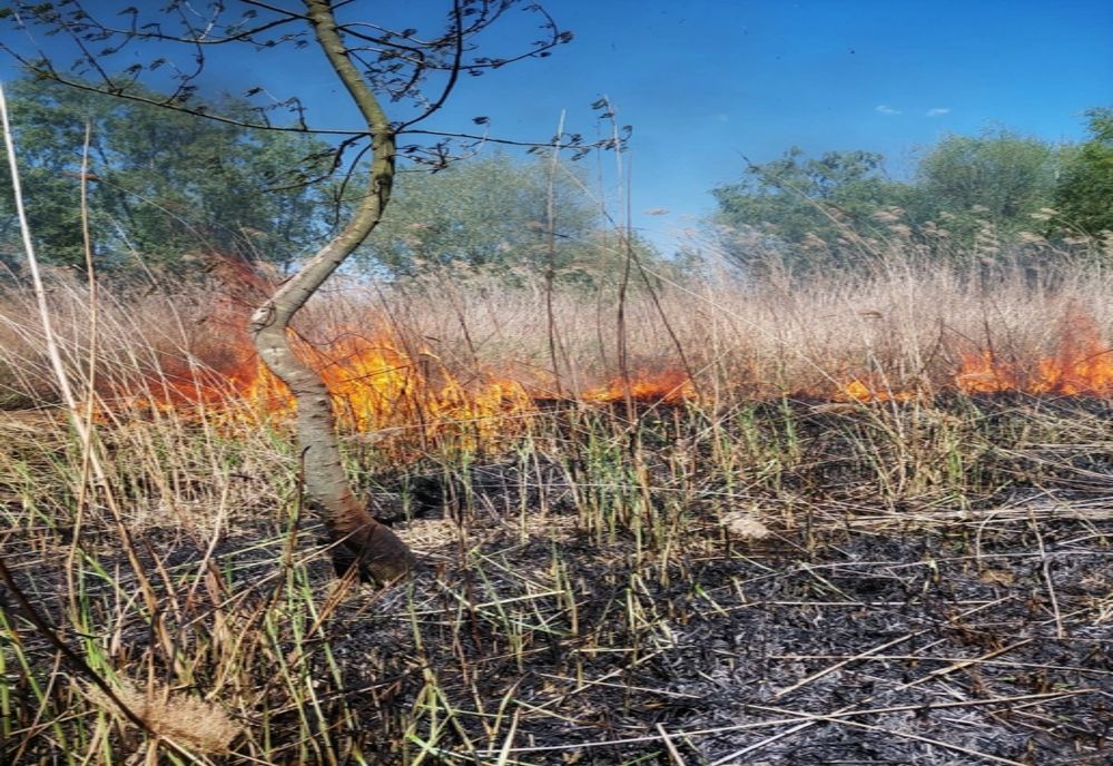 Giurgiu. Incendiu pe un teren din localitatea Crânguri