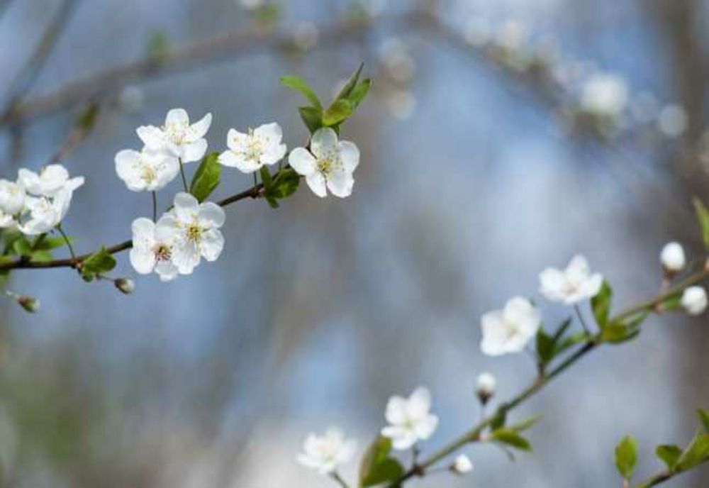 Vremea 4 aprilie. Temperaturile pot ajunge până la 24 de grade