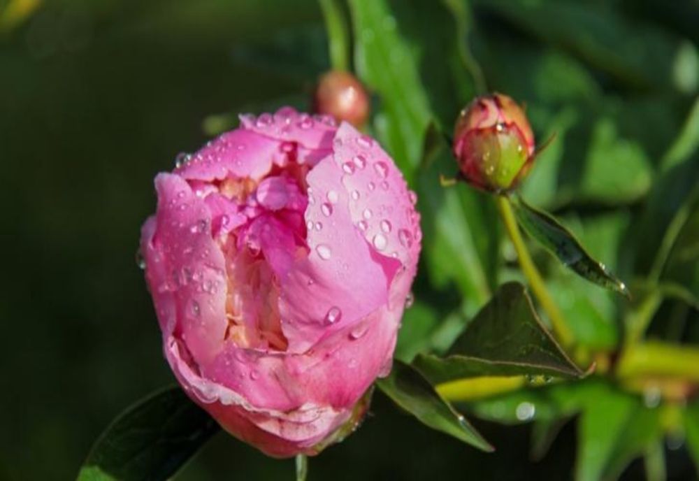 Prognoza ANM pentru următoarele 4 săptămâni