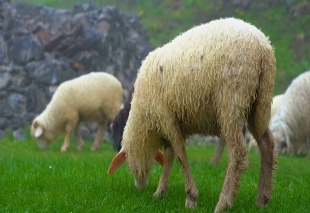 CAZURILE DE PESTĂ A OILOR ŞI CAPRELOR SE ÎNMULȚESC ÎN DOBROGEA