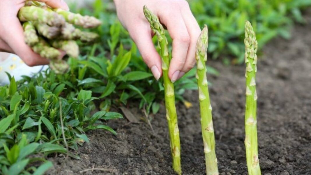 827217-1624406400-ferma-de-sparanghel-cu-muncitori-romani-din-germania-sanctionata-in-urma-demersurilor-mae-1068x601